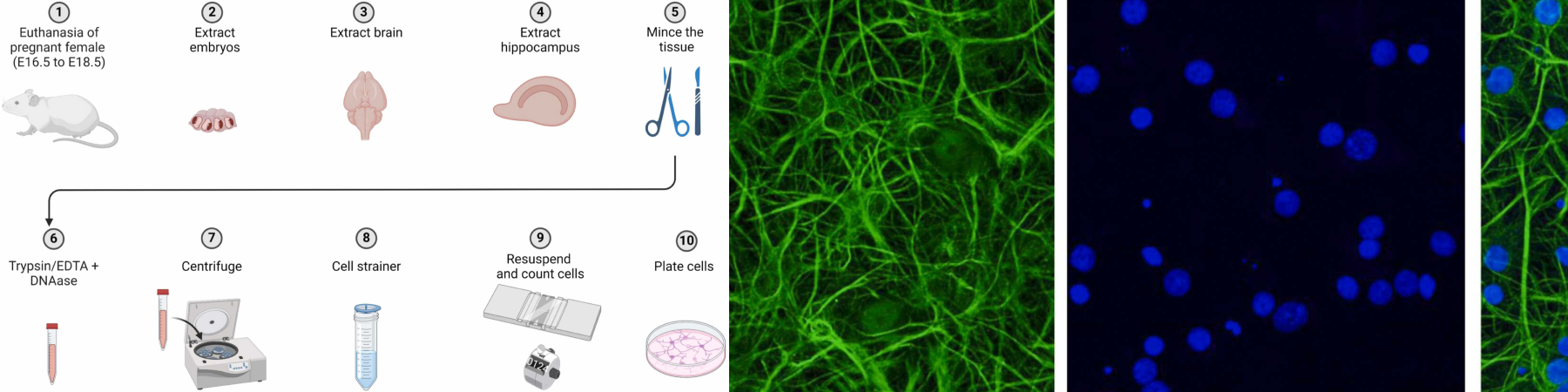 Illustration in a new publication from Dr. Jary Delgado explaining Adaptations to the neuronal culture for researchers at undergraduate institutions. Illustration in a new publication from Dr. Jary Delgado explaining Adaptations to the neuronal culture for researchers at undergraduate institutions.